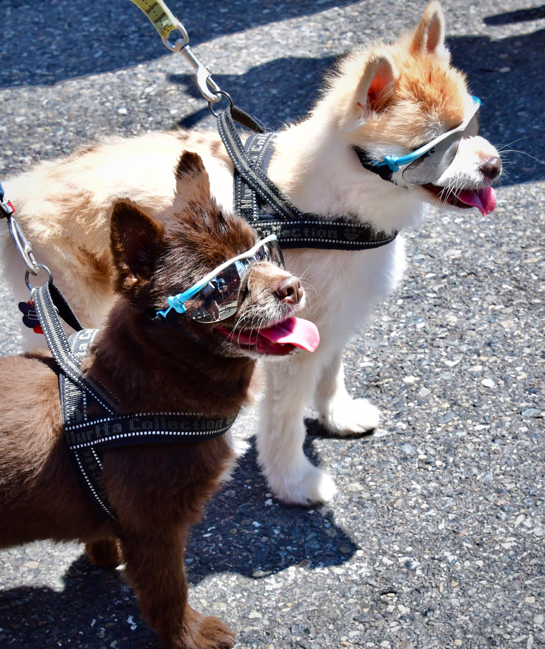 dogs in sunglasses