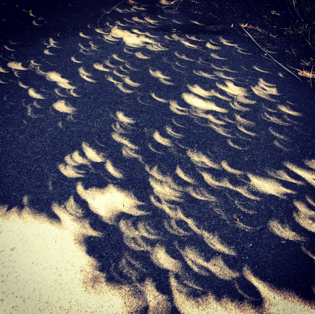 eclipse leaves.