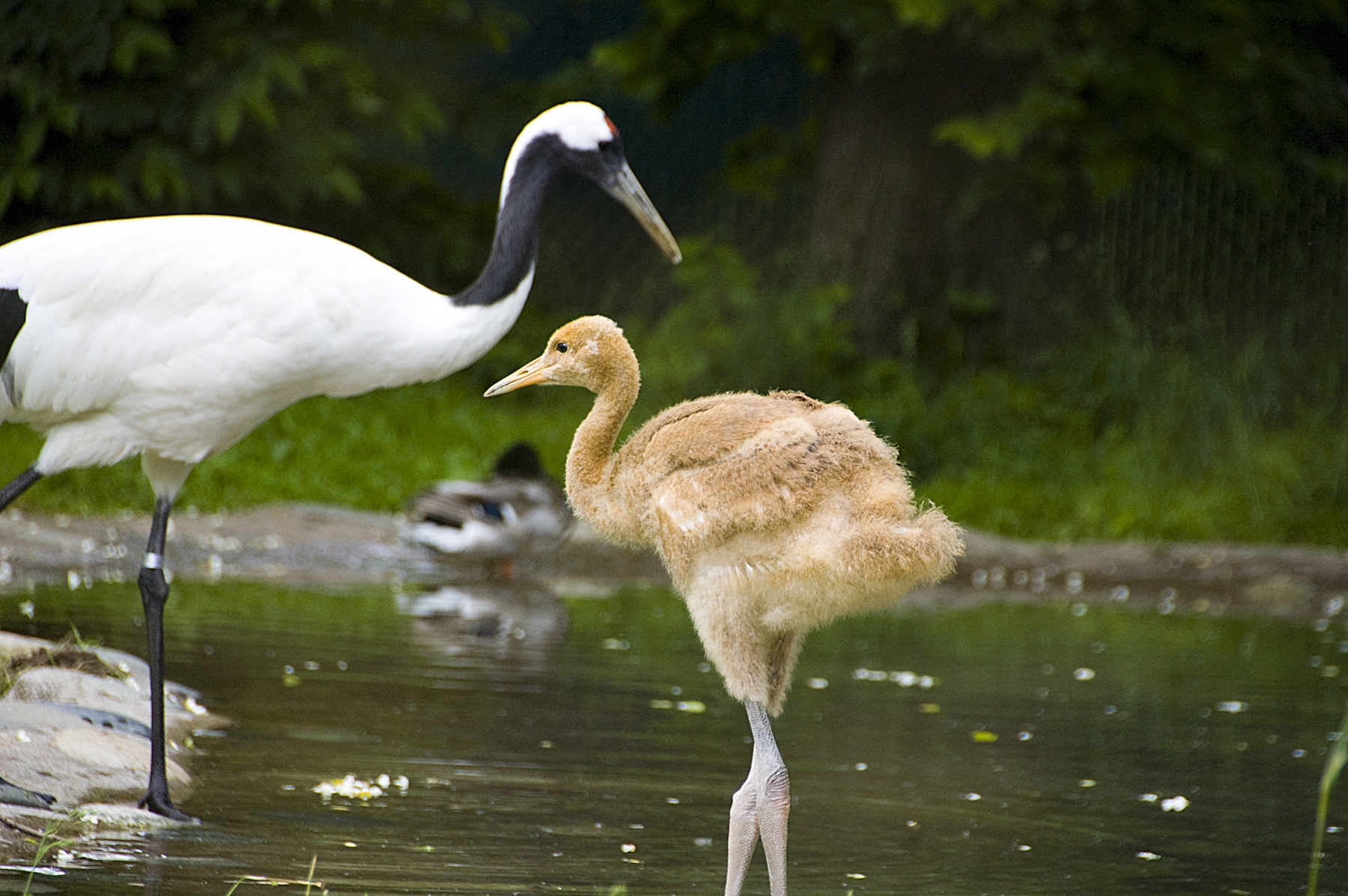 Red Crowned Crane Baby