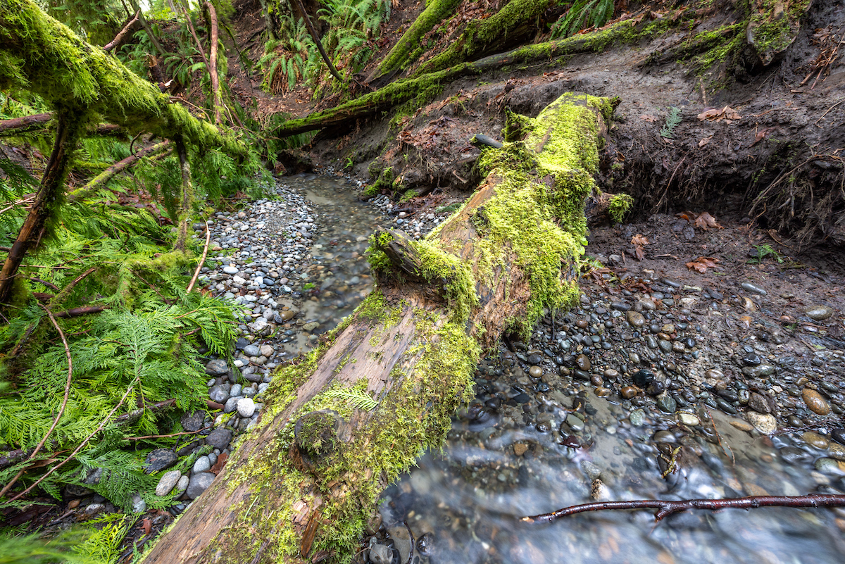 Schmitz Park Creek. Art Wolfe