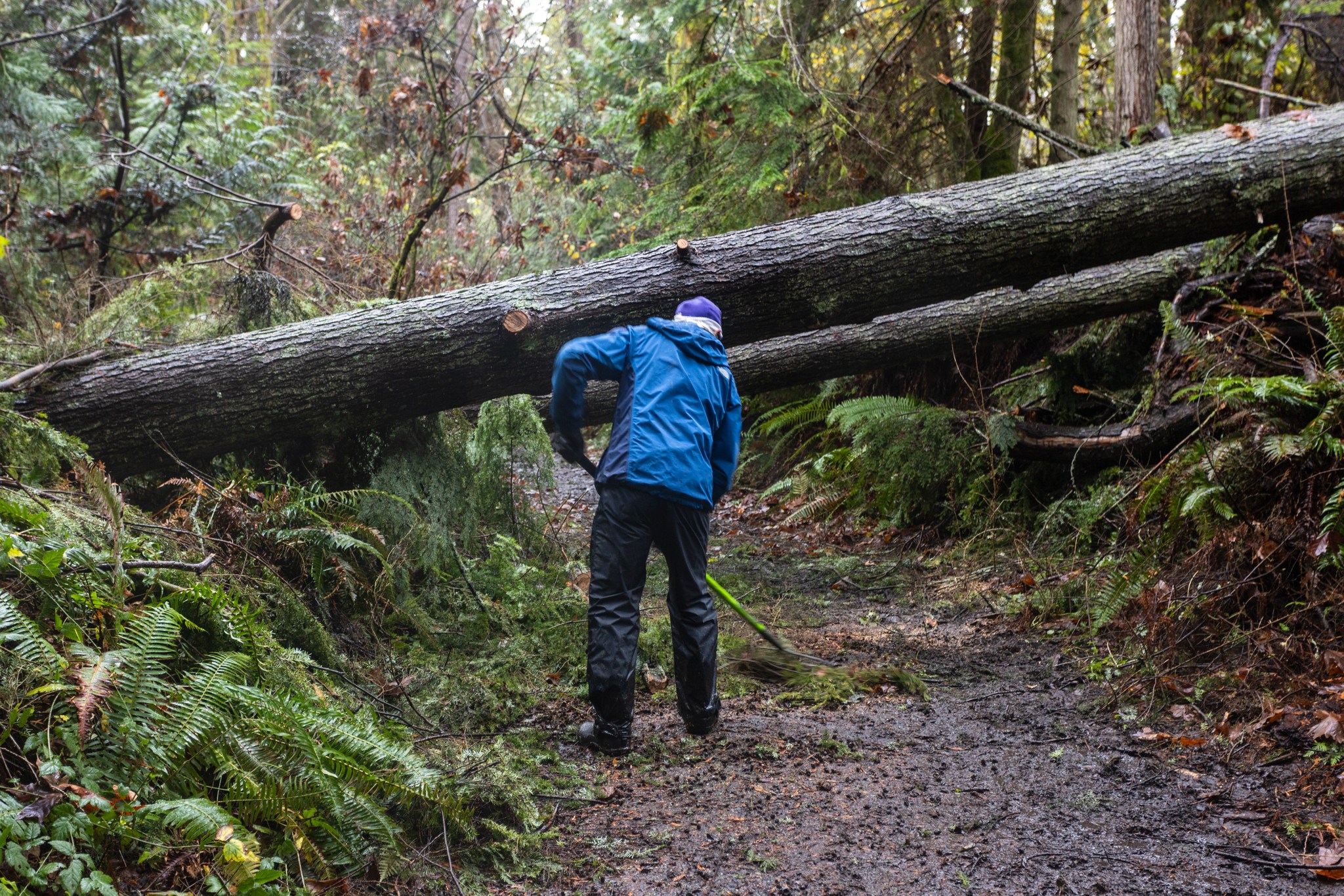 Downed trees