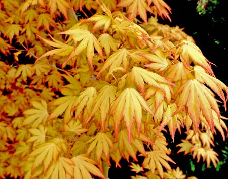 Acer