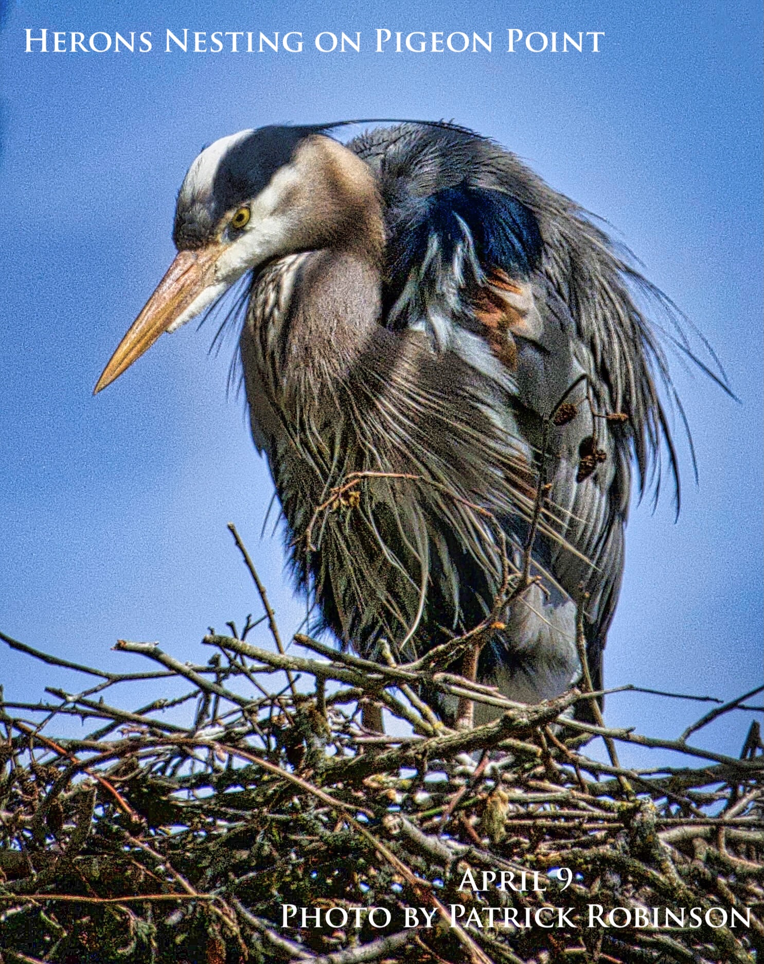 heron