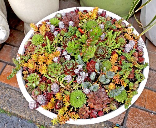 Container Garden