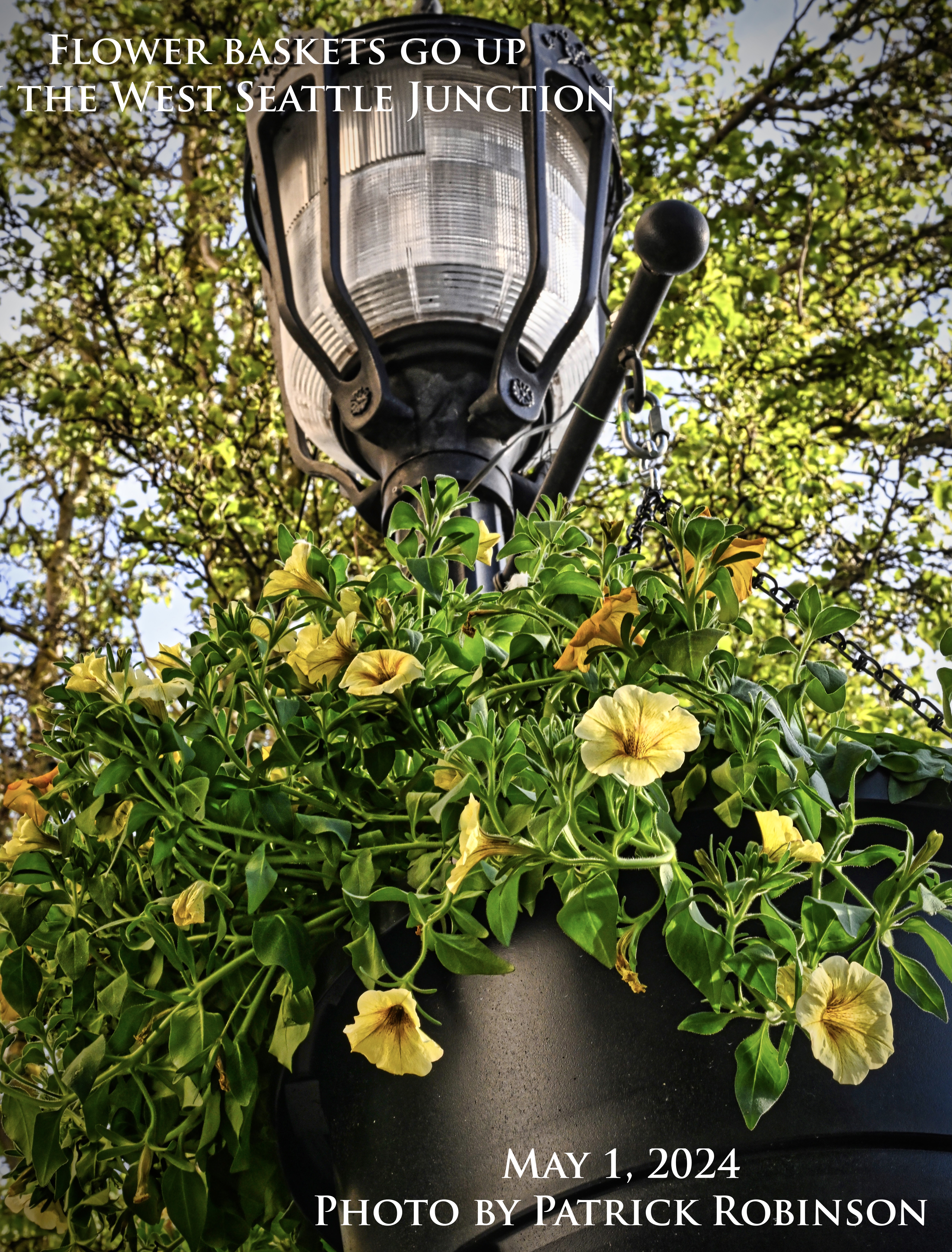 flower baskets