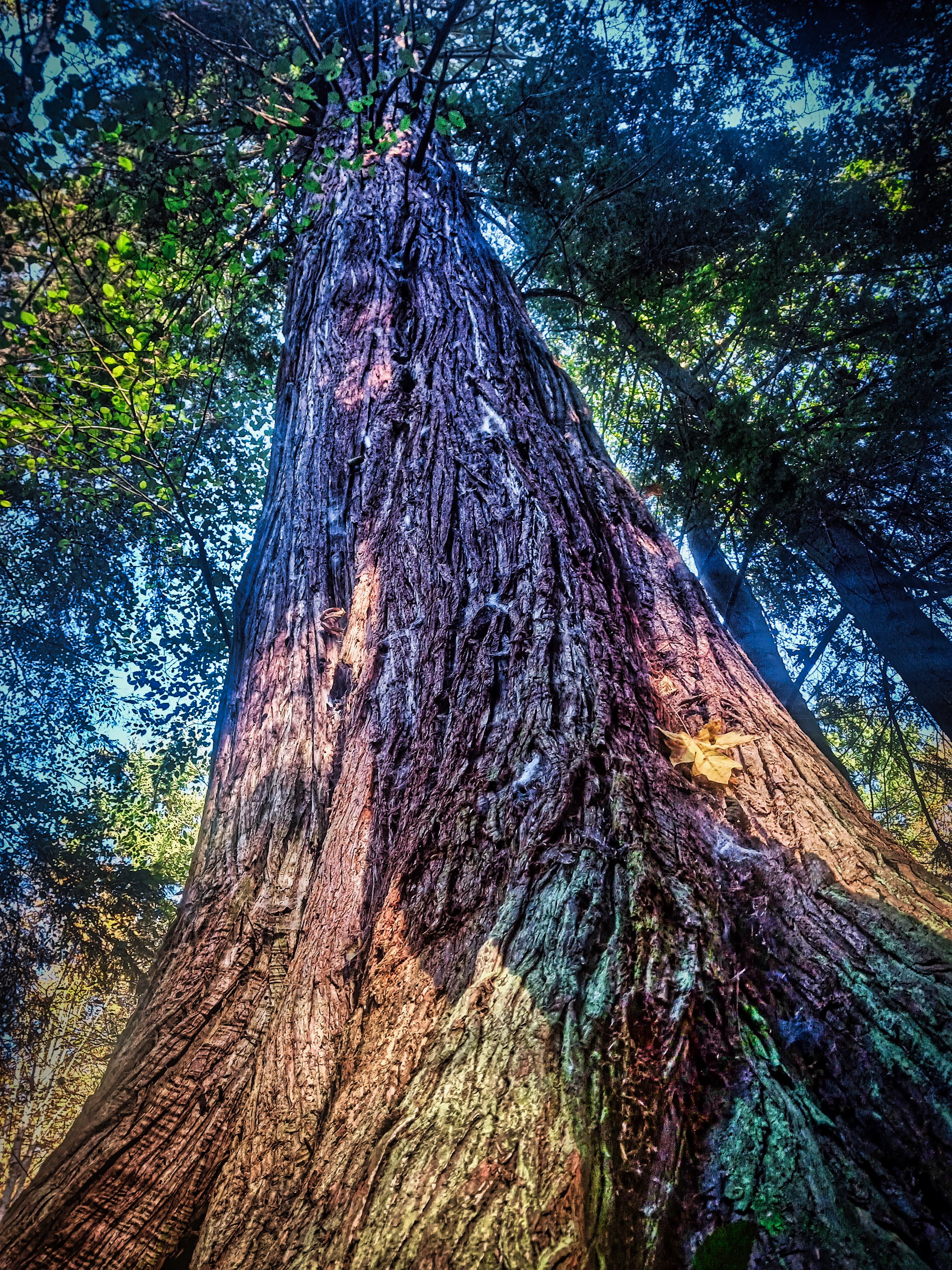 The Princess Angeline Tree in Schmitz Park