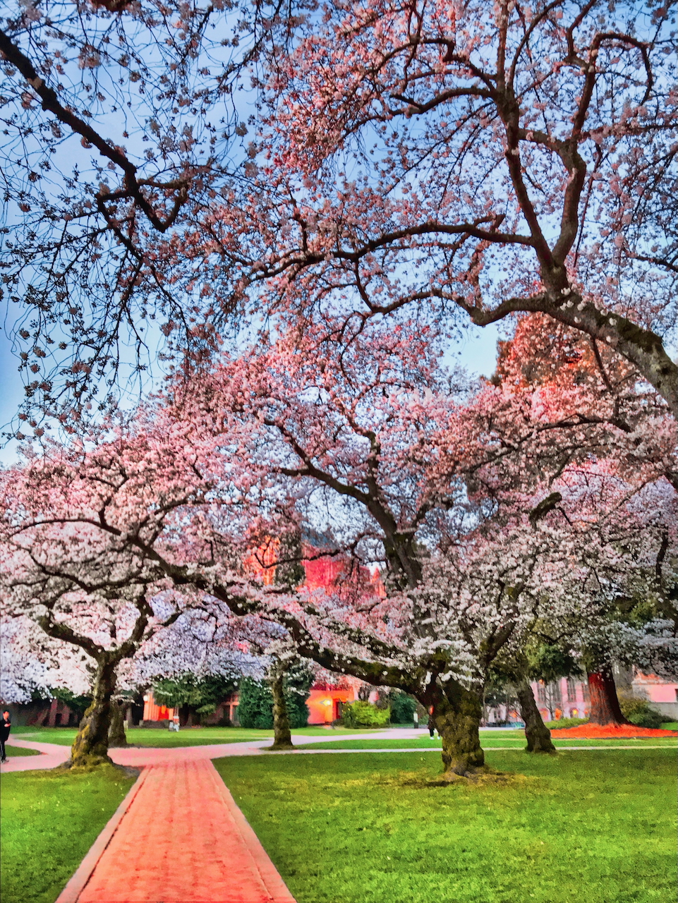 Cherry Trees at University of Washington