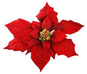 poinsettia