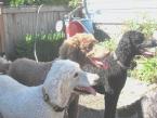 Three poodles wait in hope of lox. three poodles.jpg