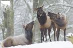 Photo by Ryan Hawk/Woodland Park Zoo