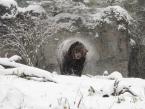 Photo by Kirsten Pisto/Woodland Park Zoo