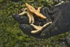 Sea stars are held upside down so they don't grab onto a volunteer's glove.