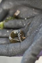 A number of species were simply relocated to the water line instead of down the beach including this Gunnel. Its not an eel just an elongated fish, you can tell by the fins behind it's head.