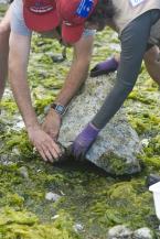 The hatchlings will be old enough to swim from danger before the project begins so the adult Sculpin is placed back in the pool and the rock is propped up to avoid squashing it.