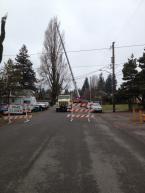 The poplar on 151Street was estimated to be 100 feet tall.