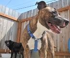Friendly Pit Bull, Jasmine, enjoys a moment in the sun yard behind the C.A.R.E.S animal shelter.