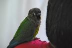 Chief Developer Nate True keeps 'Birdie' near him. He did not say if Birdie whispers in his ear. Photo by Patrick Robinson