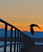 Photo by Patrick Robinson