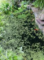 F Garden -Diane Kelleher - Photo by Kimberly Robinson