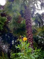 F Garden -Diane Kelleher - Photo by Kimberly Robinson