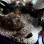 Beautiful kittens. Photo by Patrick Robinson