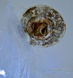 A ceiling light fixture literally corroded away from water damage. Photo by Patrick Robinson