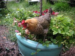 Edibles in Pot  with chicken.jpg