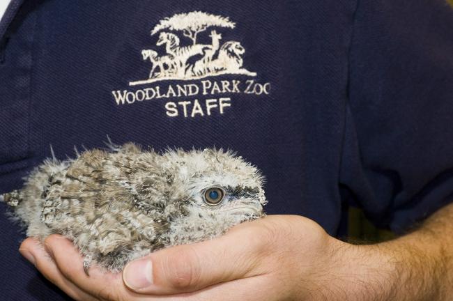 Tawny Frogmouth Chick High Res Ryan Hawk 6-24-09.jpg