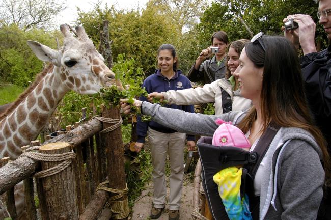 giraffe feeding Lindsay Jones with baby Ryan Hawk 5-07.jpg