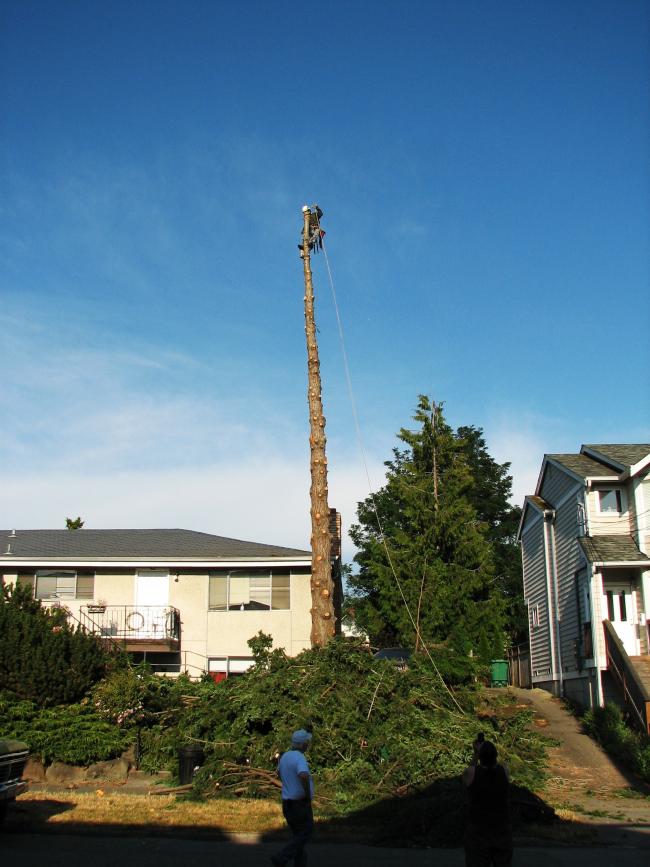 Ballard Tree 4-1.jpg