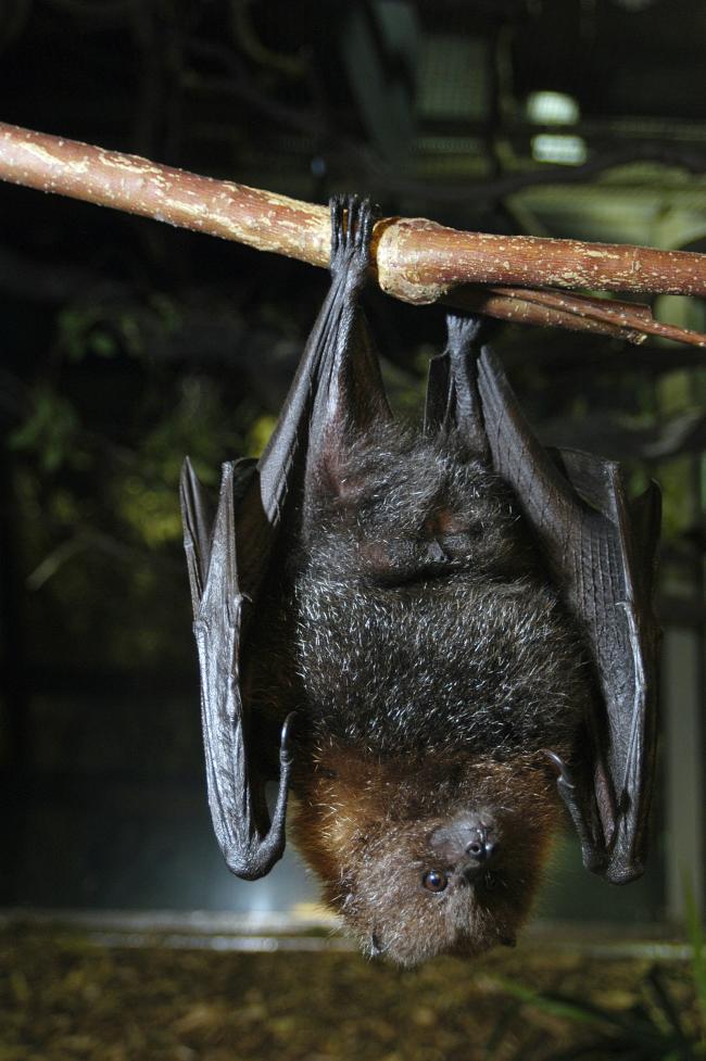 Rodrigues Fruit Bat Ryan Hawk.JPG