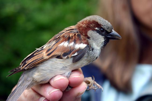 english sparrow - Ric Brewer.jpg