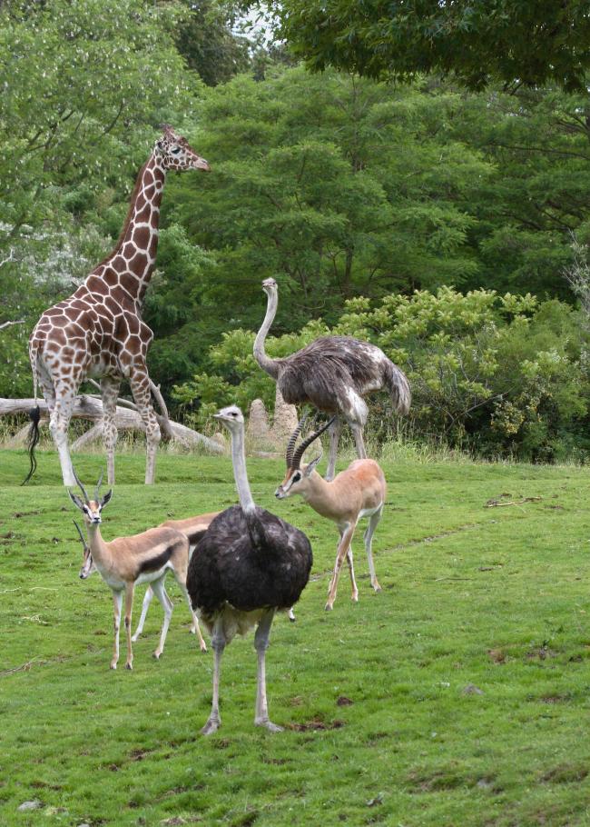 ostrich African Savanna Dennis Dow.jpg