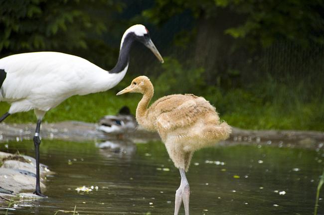 Red Crowned Crane Chick low res Hannah Letinich 6-10.JPG