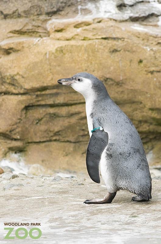 Penguin Chick Male Ryan Hawk 7-10.JPG