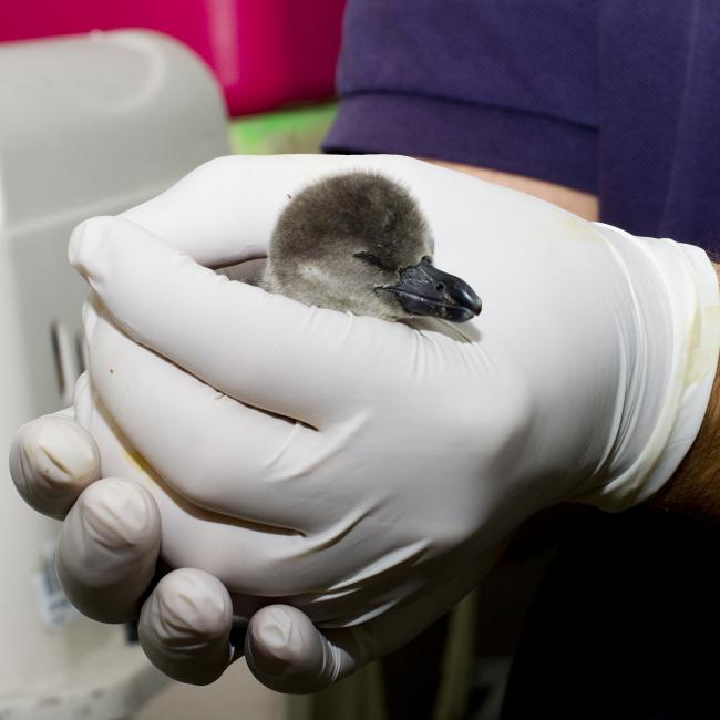 Penguin Chick Rachel Gray 8-10.JPG