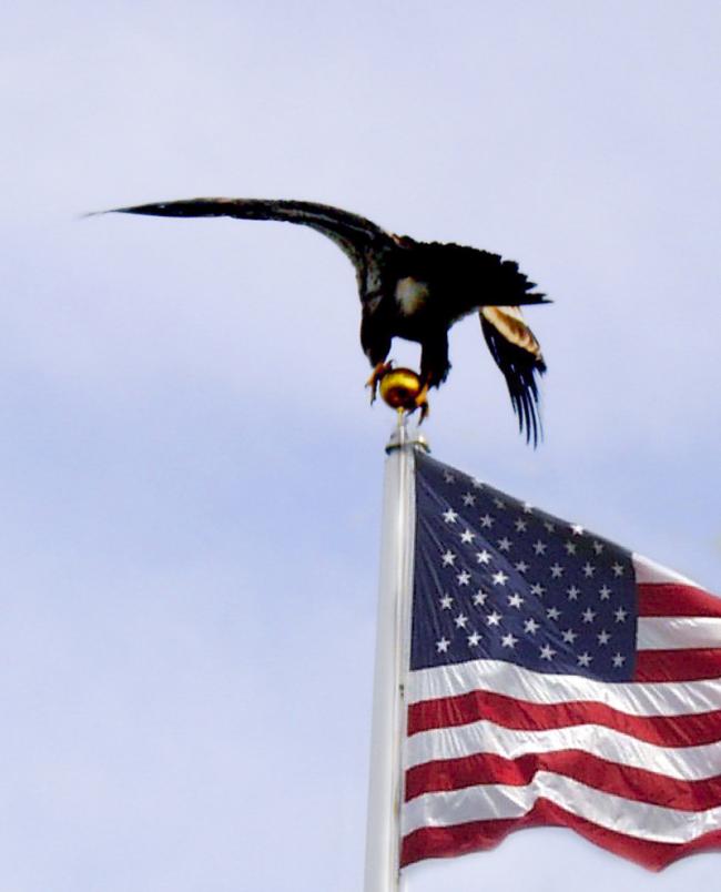 A--Eagle on pole.jpg