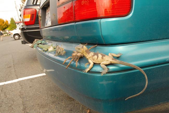 lizard bumper.jpg