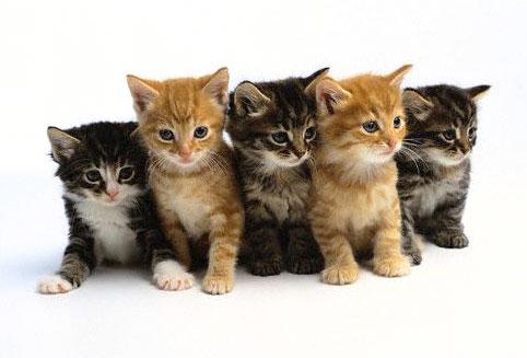 kittens-463.jpg