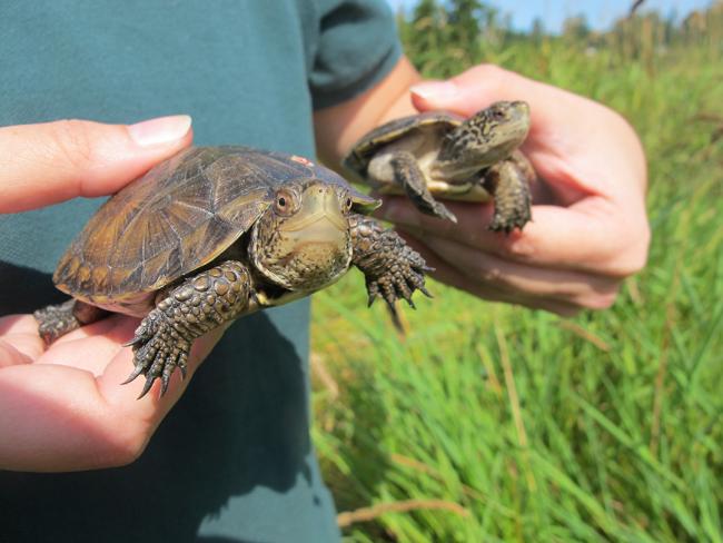 Woodland Park Zoo gives helping hand to Western pond turtle | Westside ...